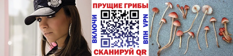 Псилоцибиновые грибы Cubensis  Купить закладки  Полесск 